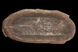 Fossil Neuropteris Seed Fern Leaf (Pos/Neg) - Mazon Creek #87714-2